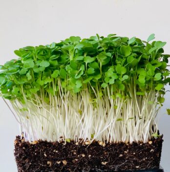 Arugula Microgreens Nutrition