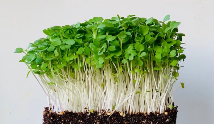 Arugula Microgreens Nutrition