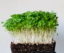 Arugula Microgreens Nutrition