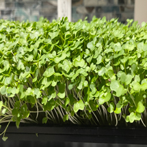 Broccoli Microgreens