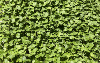 Broccoli Microgreens