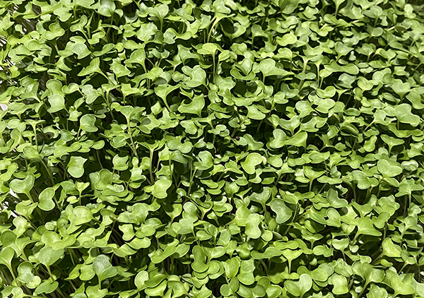 Broccoli Microgreens Nutrition