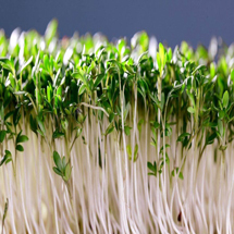 Cilantro <br>Microgreens