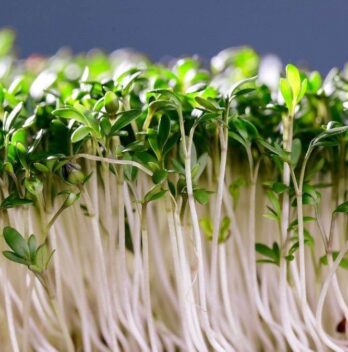 Cilantro Microgreens Nutrition