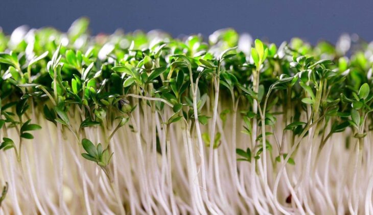 Cilantro Microgreens Nutrition