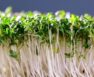 Cilantro Microgreens Nutrition