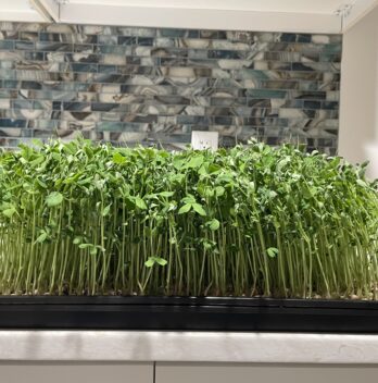 Dun Pea Microgreens Nutrition