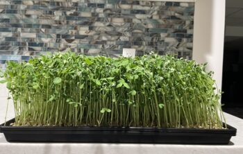 Dun Pea Microgreens Nutrition