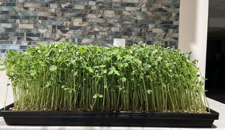 Dun Pea Microgreens Nutrition