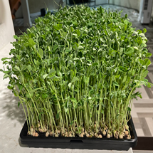 Pea <br>Microgreens