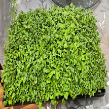 Radish <br>Microgreens