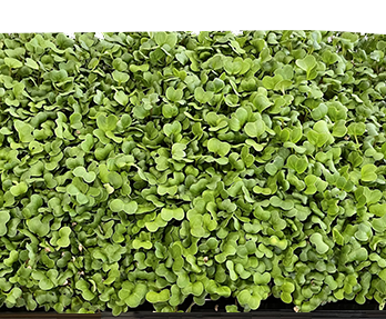 Radish Microgreens Nutrition