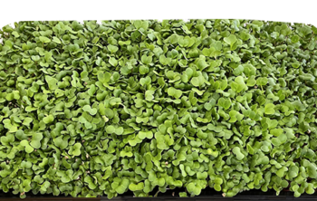 Radish Microgreens