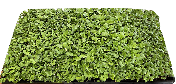 Radish Microgreens Nutrition