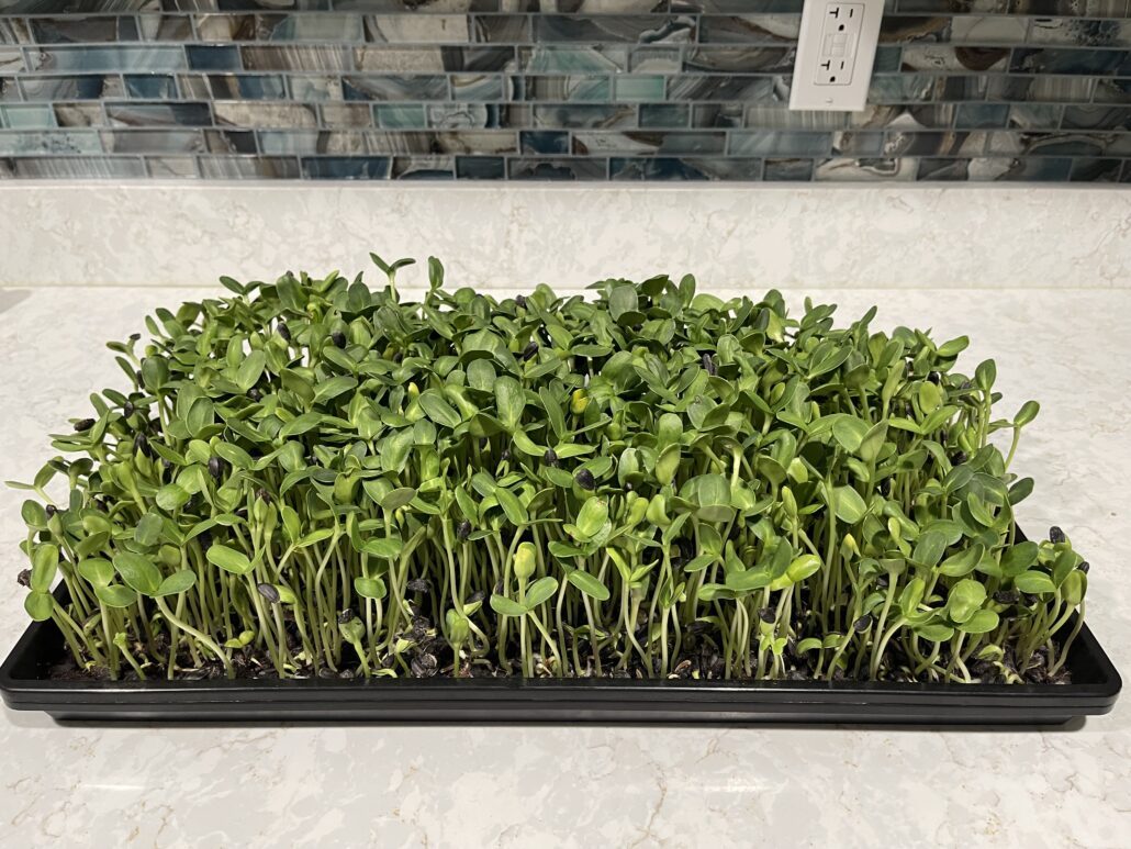 Sunflower Microgreens Nutrition Finest Greens