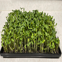 Sunflower Microgreens