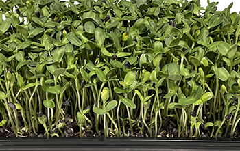 Sunflower Microgreens