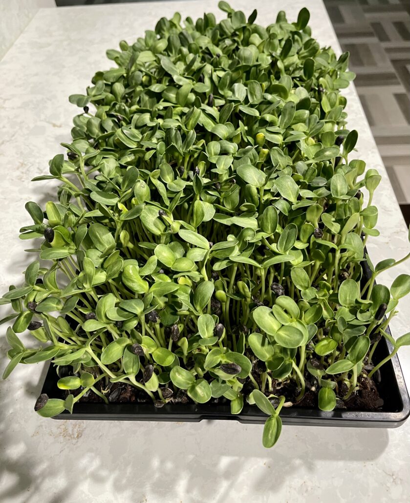 Sunflower Microgreens Nutrition Finest Greens