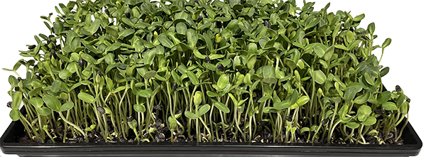 Sunflower Microgreens Nutrition