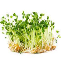 Arugula Microgreens